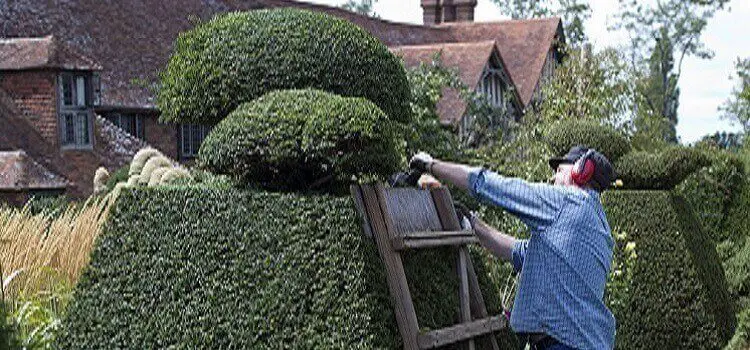 A man trimming bushes with an electric trimmer
