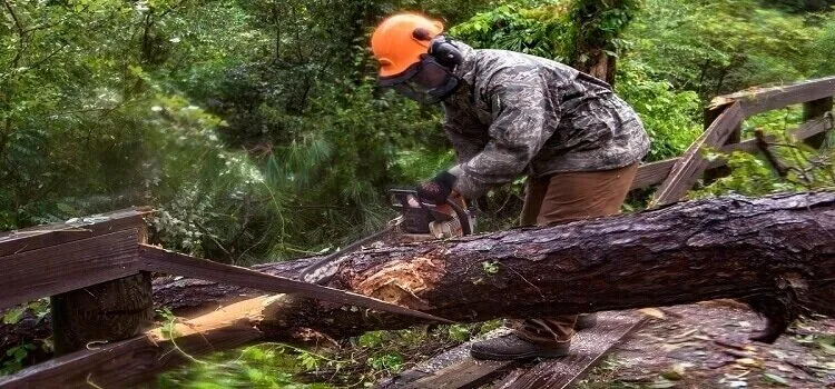 how to cut a fallen tree with a chainsaw