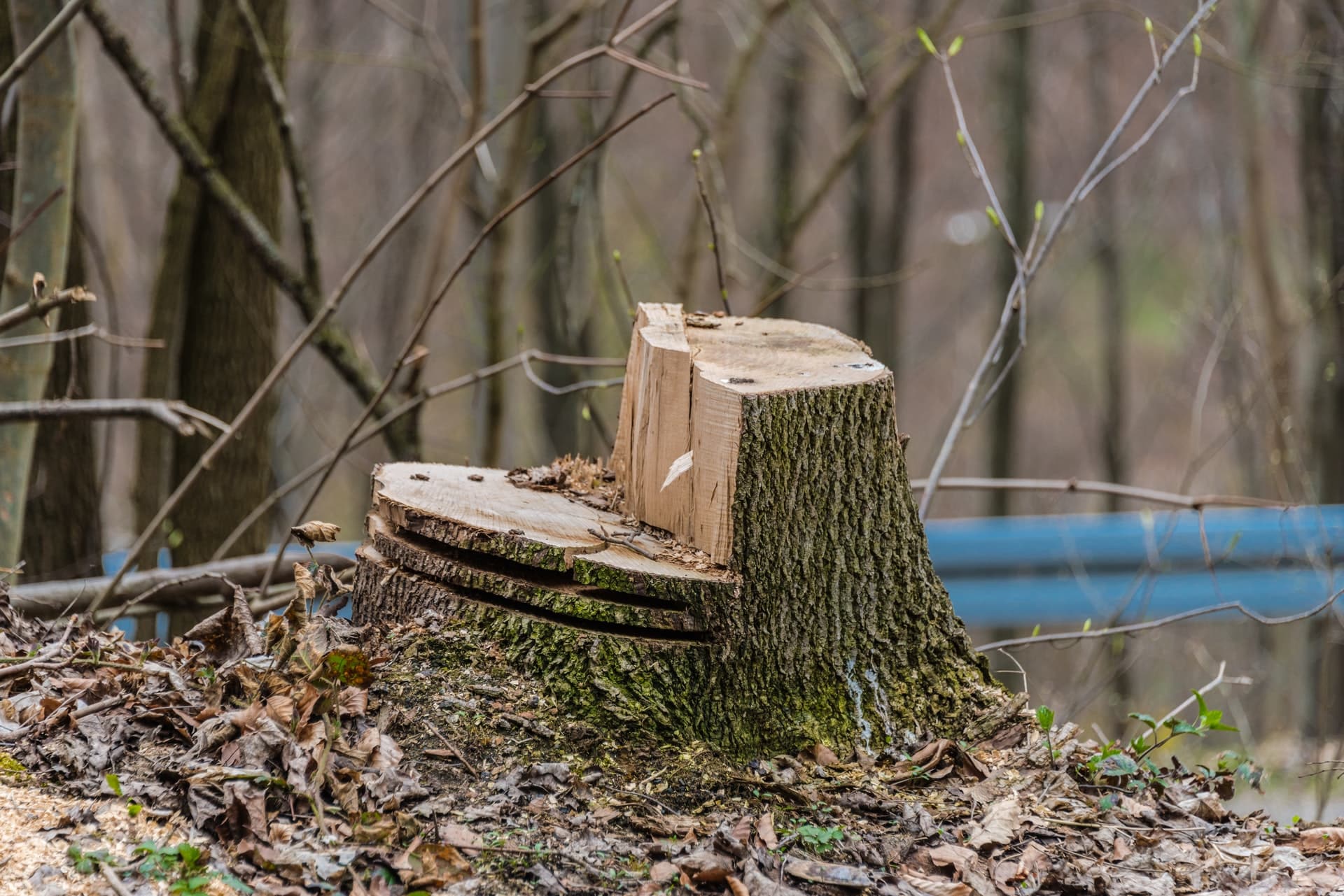 tree felling cut types